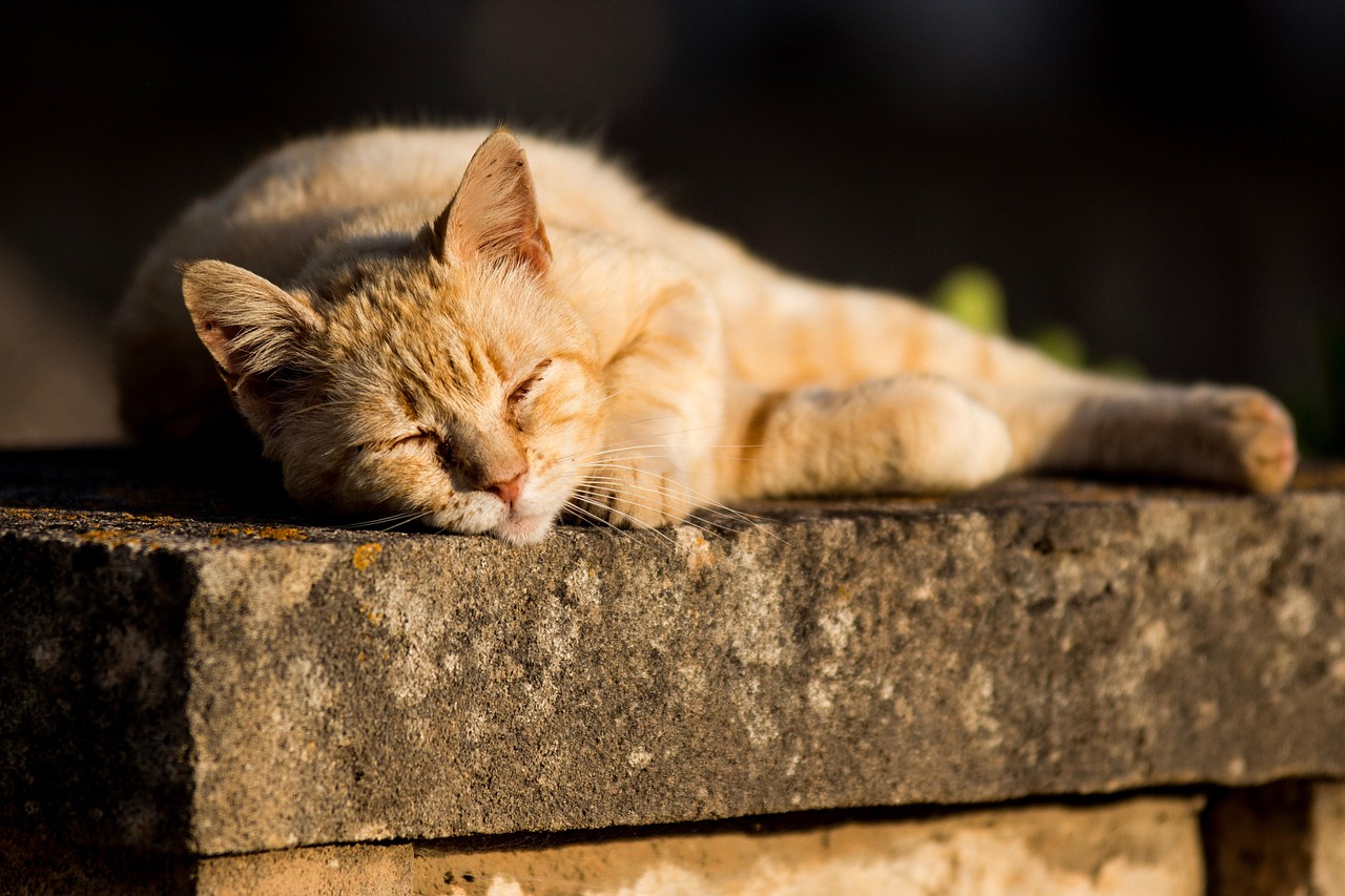 Katze, die sich sonnt auf einem Stein